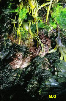 photo cladophora rupestris2