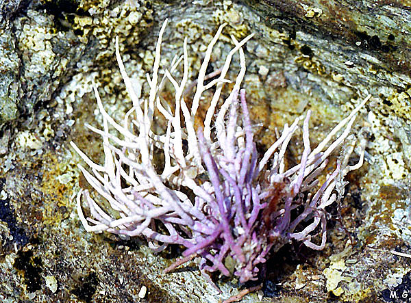 Photo Amphiroa