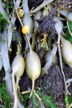 Photo ascophylle (3)
