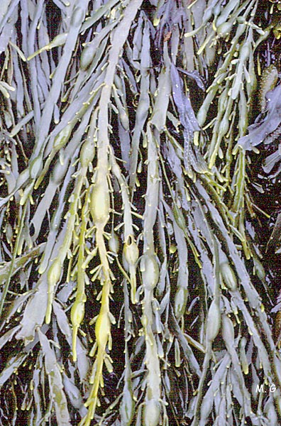 Photo ascophyllum