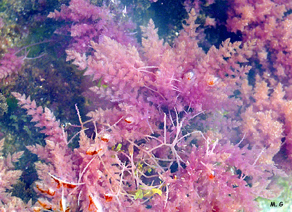Photo  asparagopsis