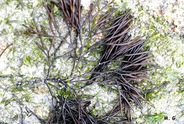 photo bifurcaria2
