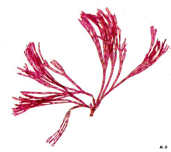 Photo bornetia