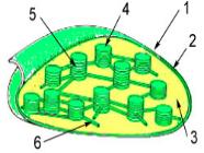 structure du chloroplaste