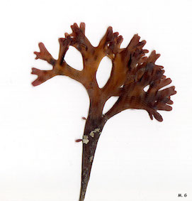 photo Chondrus2