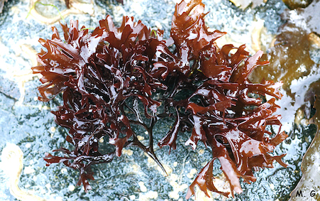 photo Chondrus3