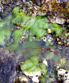 Photo cladophora laetevirens
