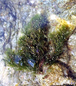 Photo cladophora rupestris