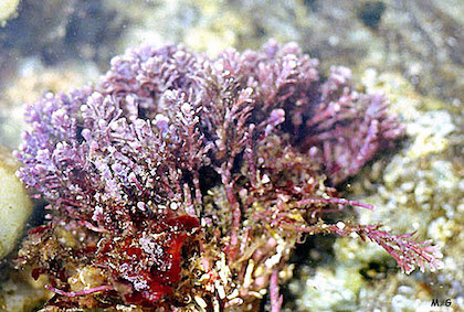 Photo Corallina
