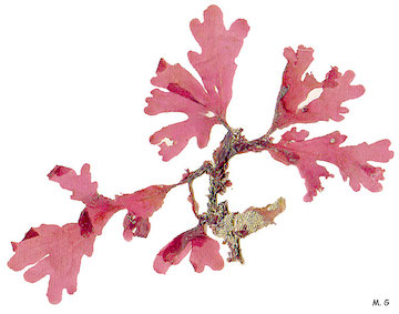 Photo Cryptopleura