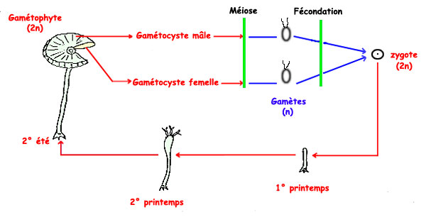Cyle acetabulaire
