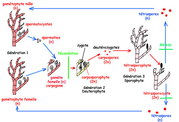 Cycle Antithamnion