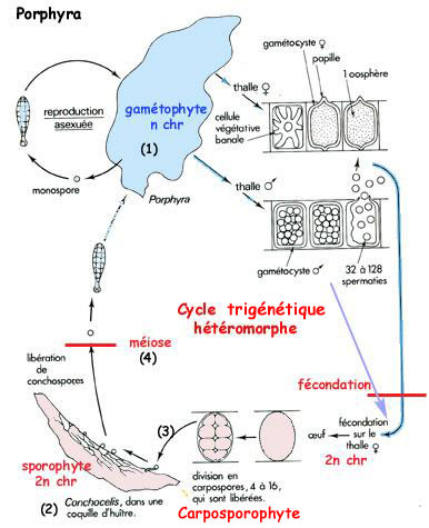 schema cycle Porphyra