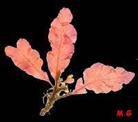 Photo delesseria sanguinea