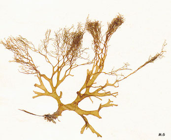 photo dictyota dichotoma var implexa