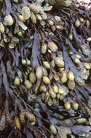 Photo fucus spiralis
