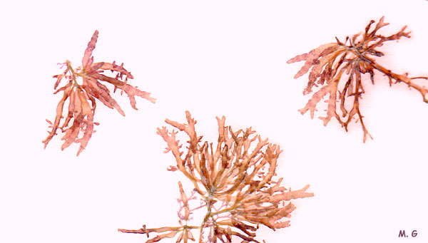 Photo gastroclonium