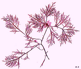 Photo gelidium