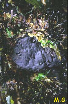 Gigartina stellatus
