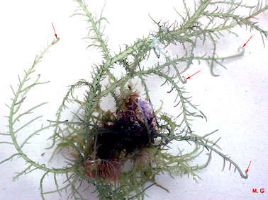 photo hypnea