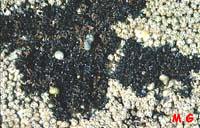 Lichinia