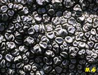 Ochrolechia