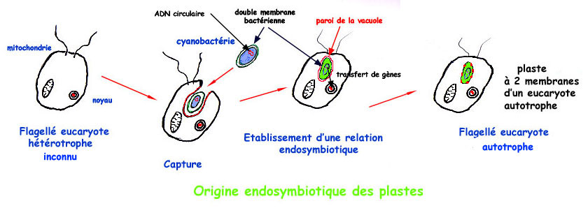 origine des plastes