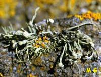 Ramalina