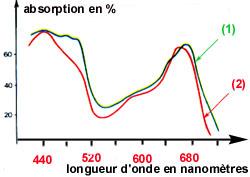 courbe activité photosynthétique