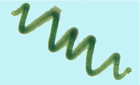 spiruline