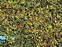xanthoria