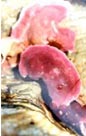 Mesophyllum
