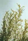 Sargassum muticum