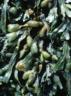 Fucus euvesiculolis