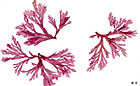 Membranoptera